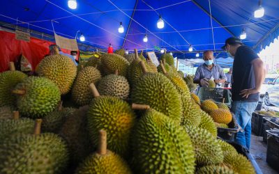 Report: Malaysian durian lovers to pay more for their fix as production falls by 60pc