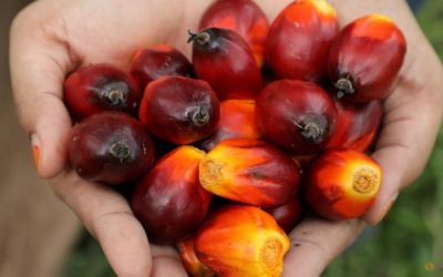 Malaysia end-April palm oil stockpile seen up after five months of falls