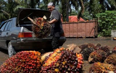 Malaysia’s end-Oct palm oil stocks seen at 3.5-year high on rise in output