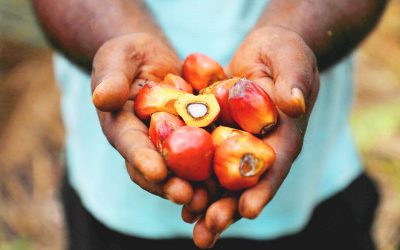 Floods and old trees in Malaysia set to tighten the global palm oil market