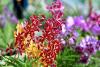 Orchids can generate RM4bil in exports yearly, says Agriculture Dept